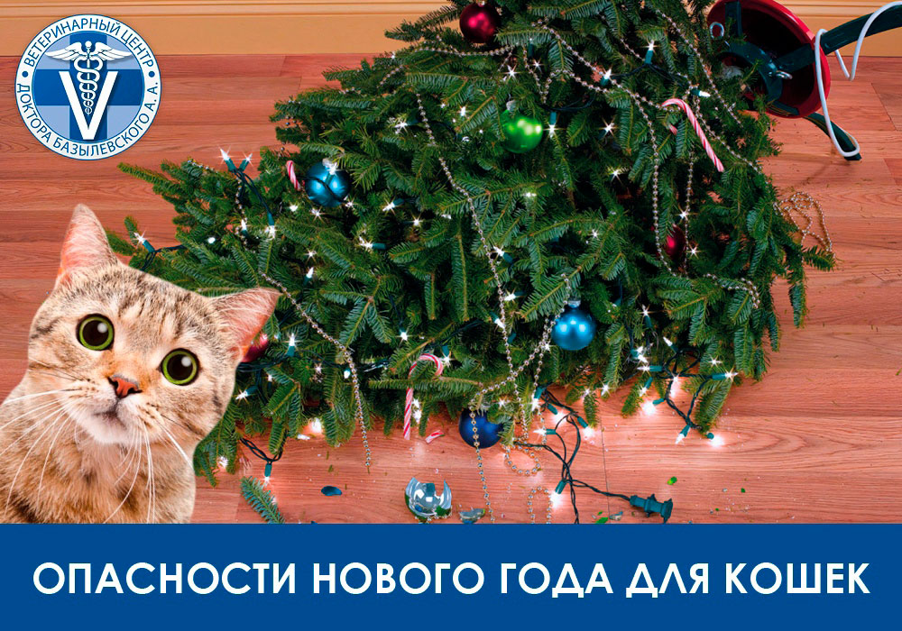 Как же обезопасить своих питомцев от травм?