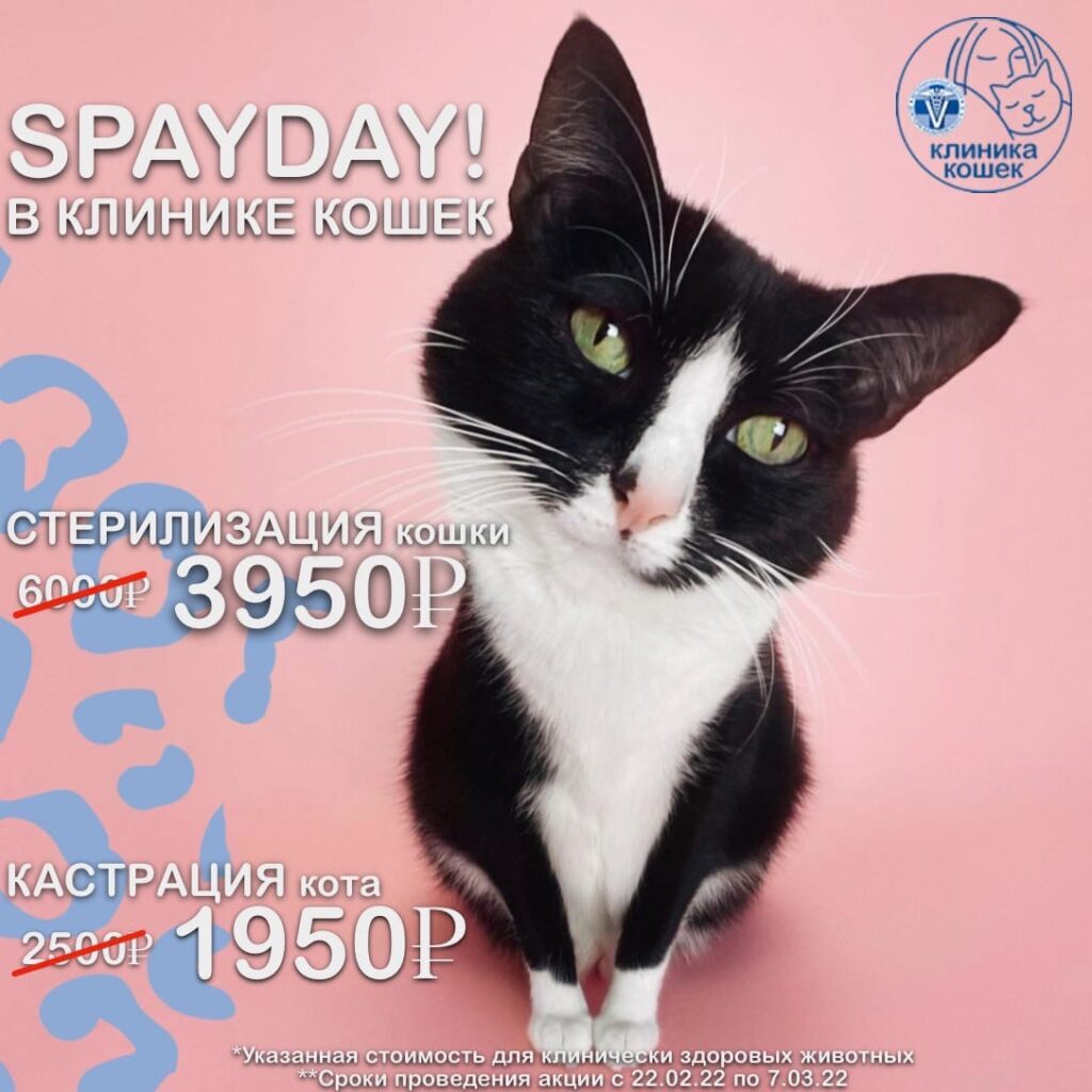 akciya-v-klinike-koshek-1024x1024 Акция в Клинике Кошек!