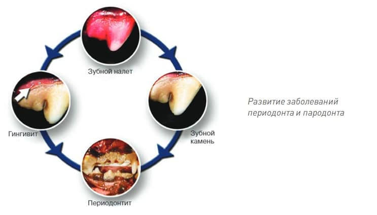 razvitie-zabolevaniy-periodonta-i-perodonta Регулярная гигиена полости рта - залог здоровья вашего питомца