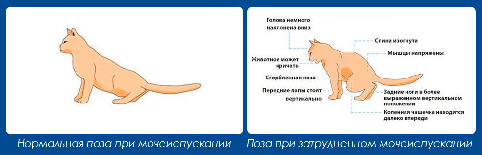 mochekamennaya-bolezn-mkb-koshek1 Мочекаменная болезнь (МКБ) у кошек. Что это такое?