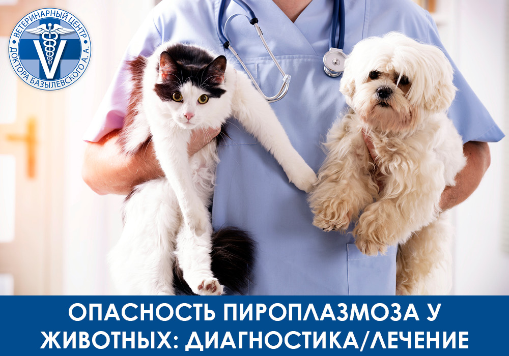 piroplazmoz-u-zhivotnyh Опасность пироплазмоза у животных диагностика и лечение