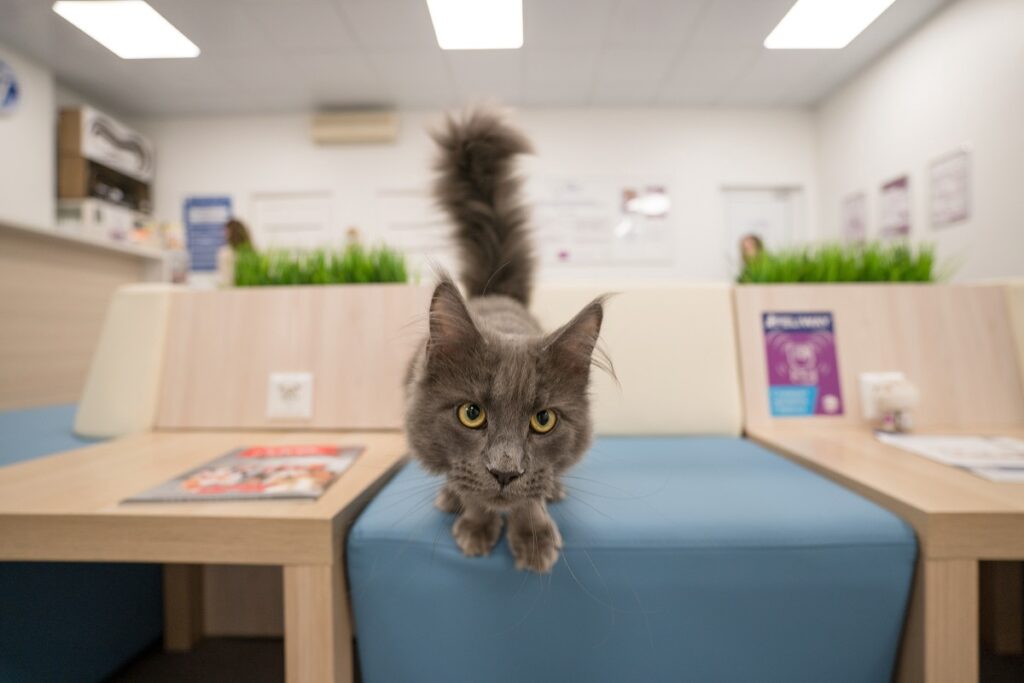 v-sankt-peterburge-otkryvaetsya-klinika-koshek-3-1024x683 CATS ONLY