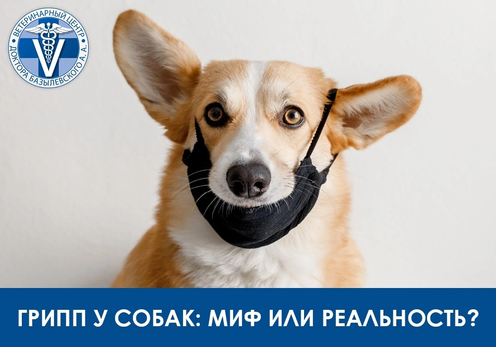 gripp-u-sobak-mif-ili-realnost Грипп у собак