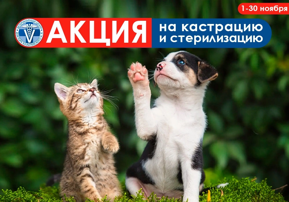 Кот и собака