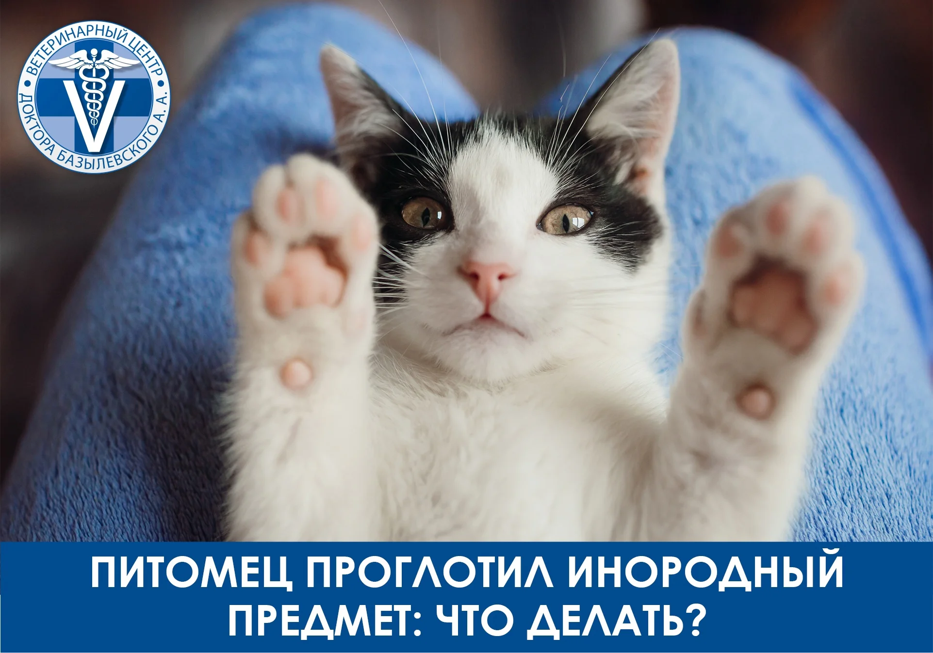 Питомец проглотил инородный предмет