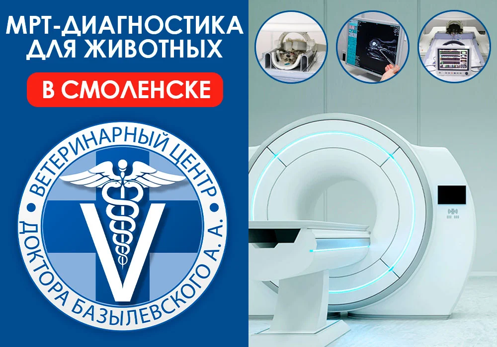МРТ-диагностика для животных