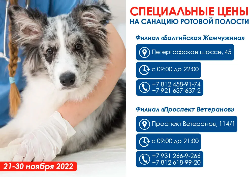 Специальная цена на санацию ротовой полости в СПб