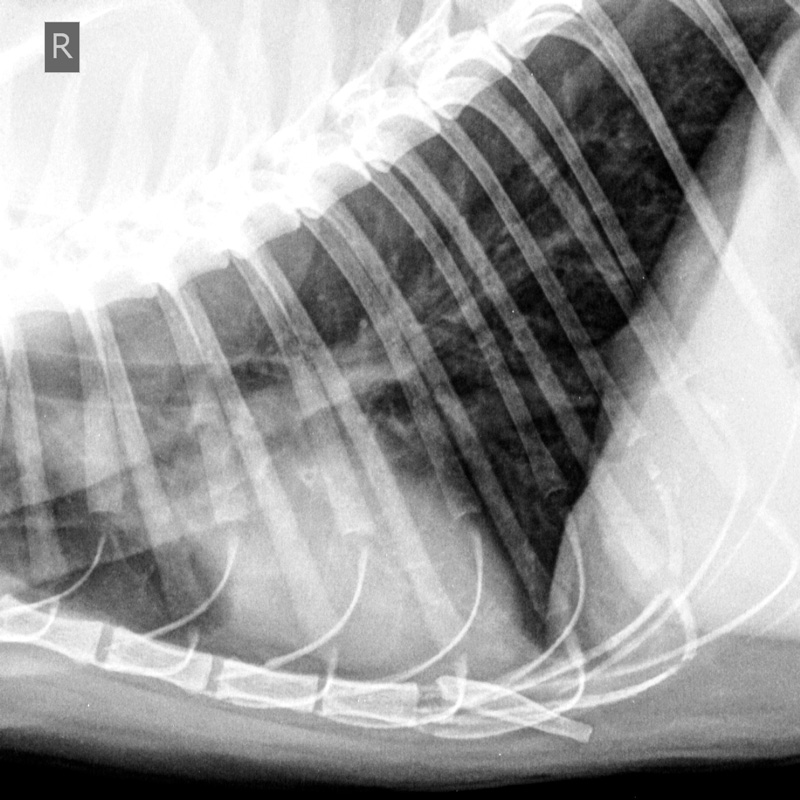 koshka-8-let-melkie-metastazy-v-legkix Диагностика и лечение рака молочной железы