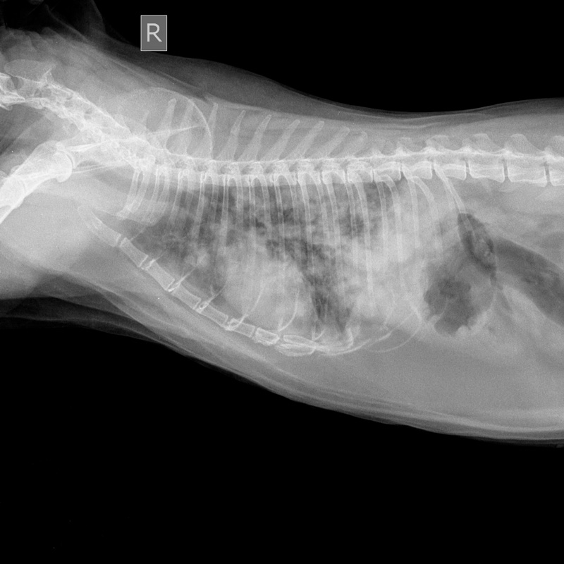 koshka-8-let-mnozhestvennye-metastazy-v-legkix Диагностика и лечение рака молочной железы