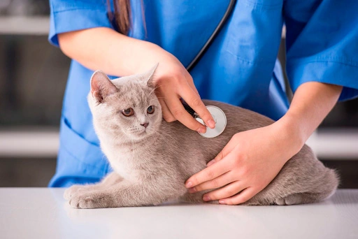 osmotr-koshki-veterinarnym-vrachom Подготовка питомца к зиме
