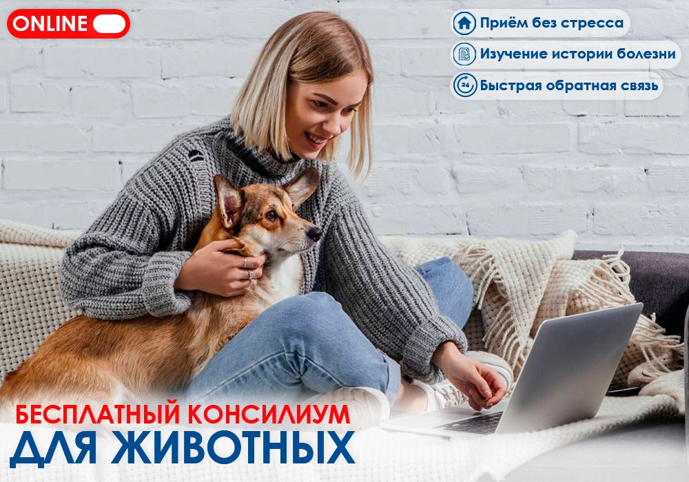Месяц помощи домашним животным!