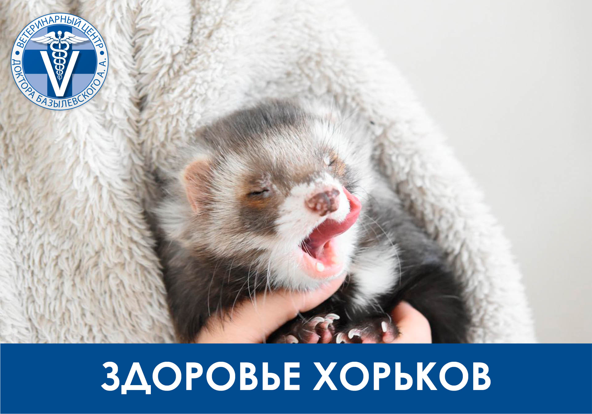 Здоровье хорька