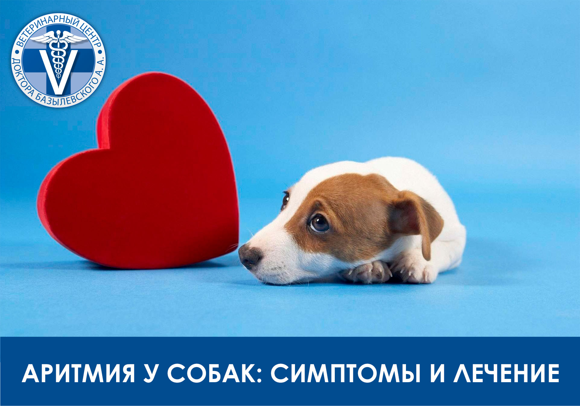 Аритмия у собак: симптомы и лечение