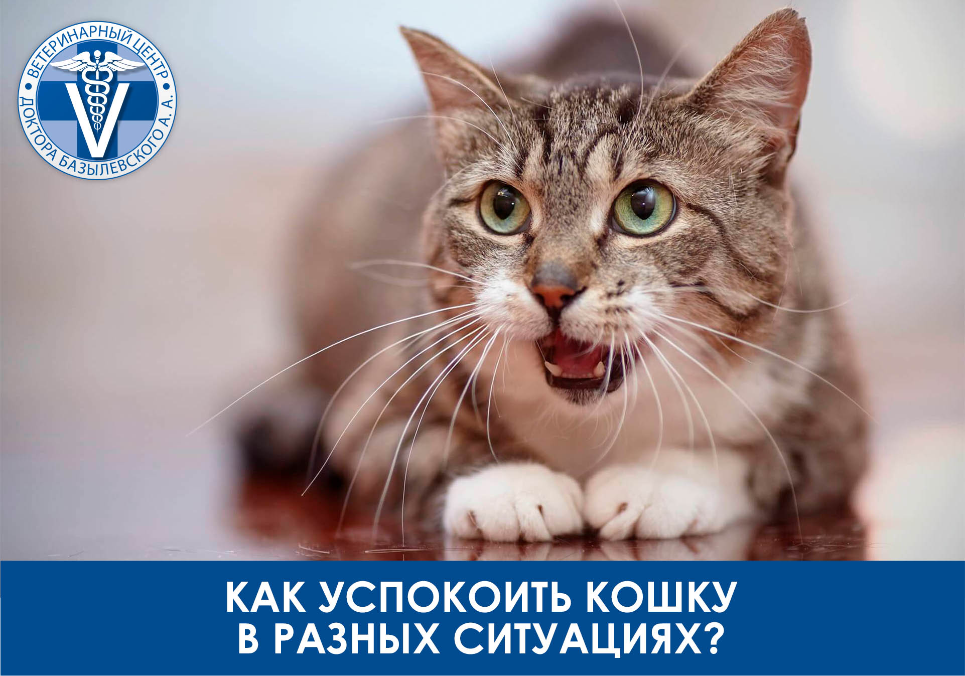 Как успокоить кошку в разных ситуациях?