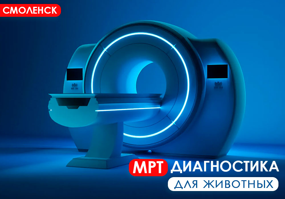 МРТ диагностика для животных в Смоленске