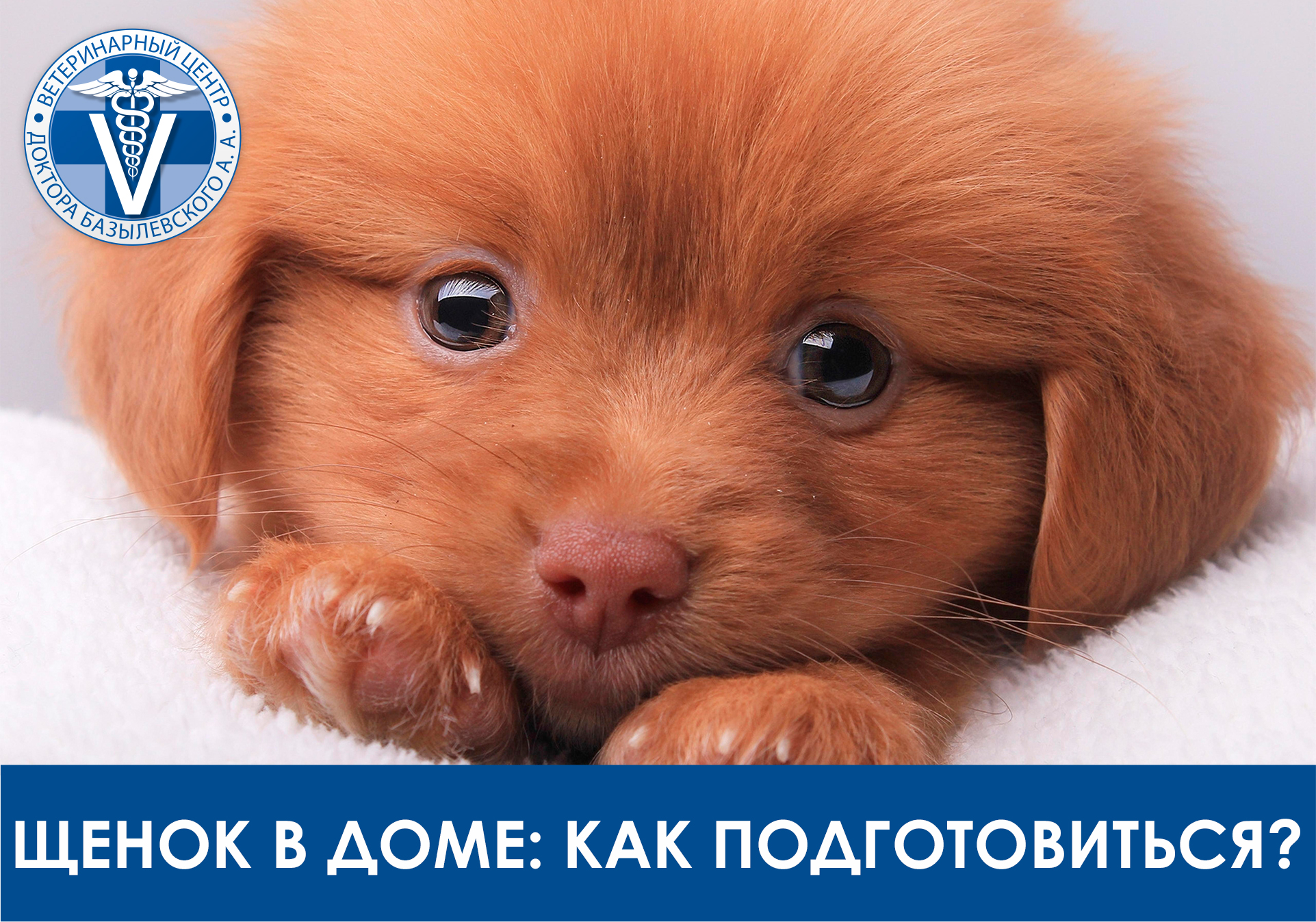 Щенок в доме: как подготовиться?