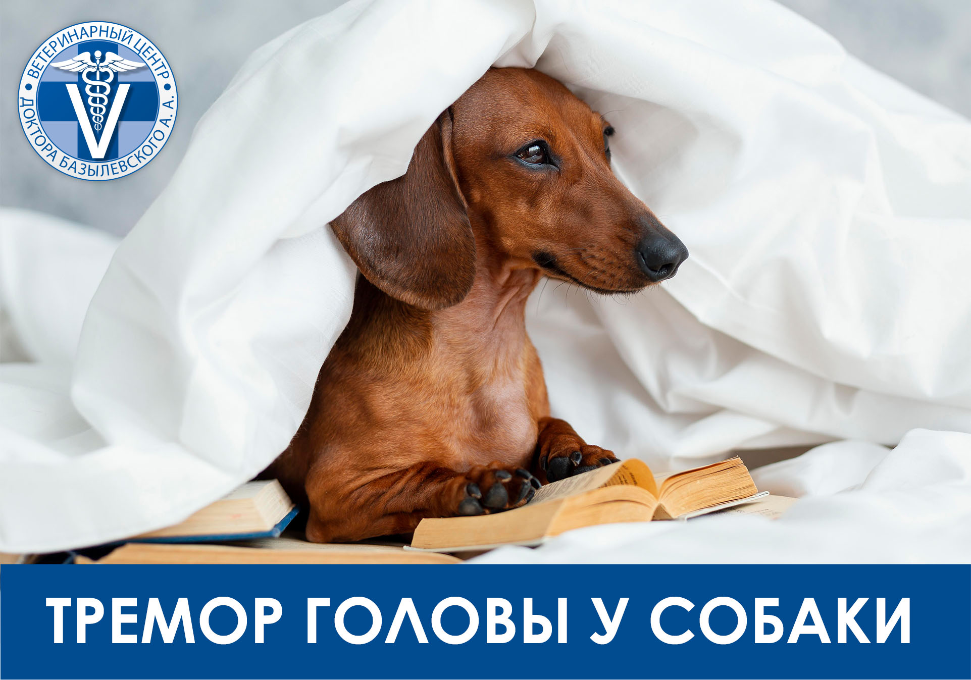 Тремор головы у собаки