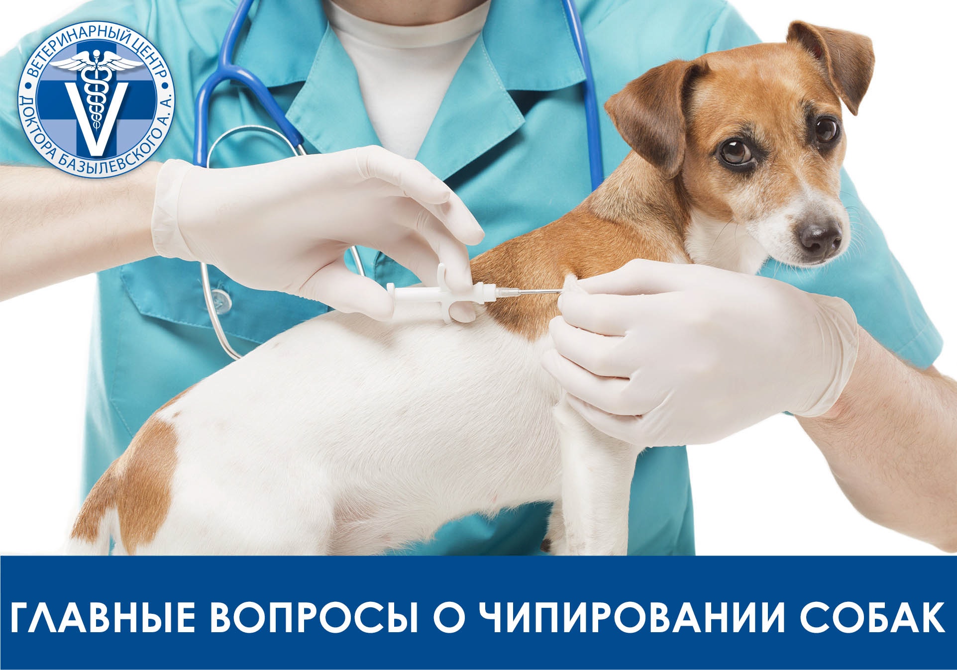 Главные вопросы о чипировании собак