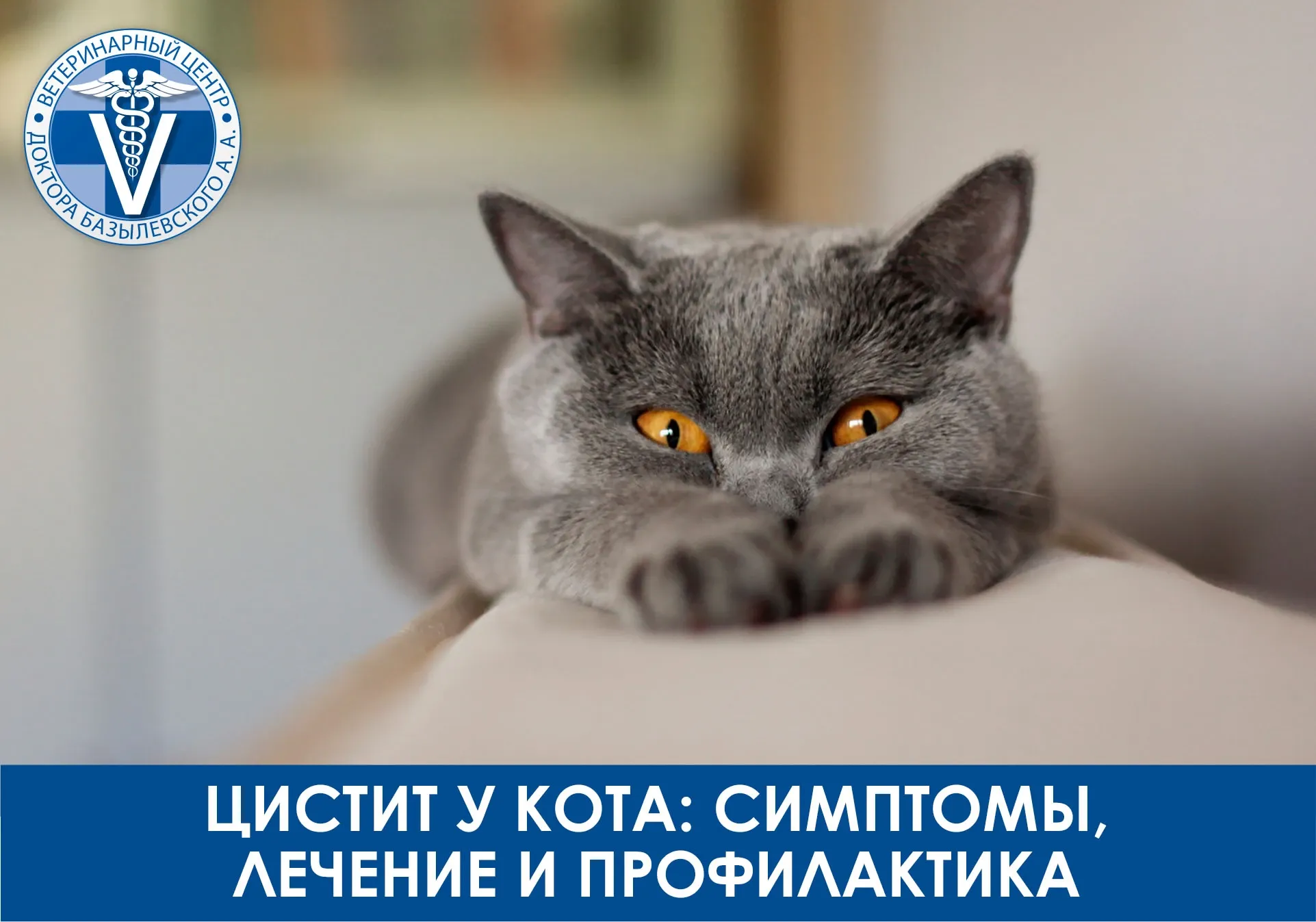 цистит у кота