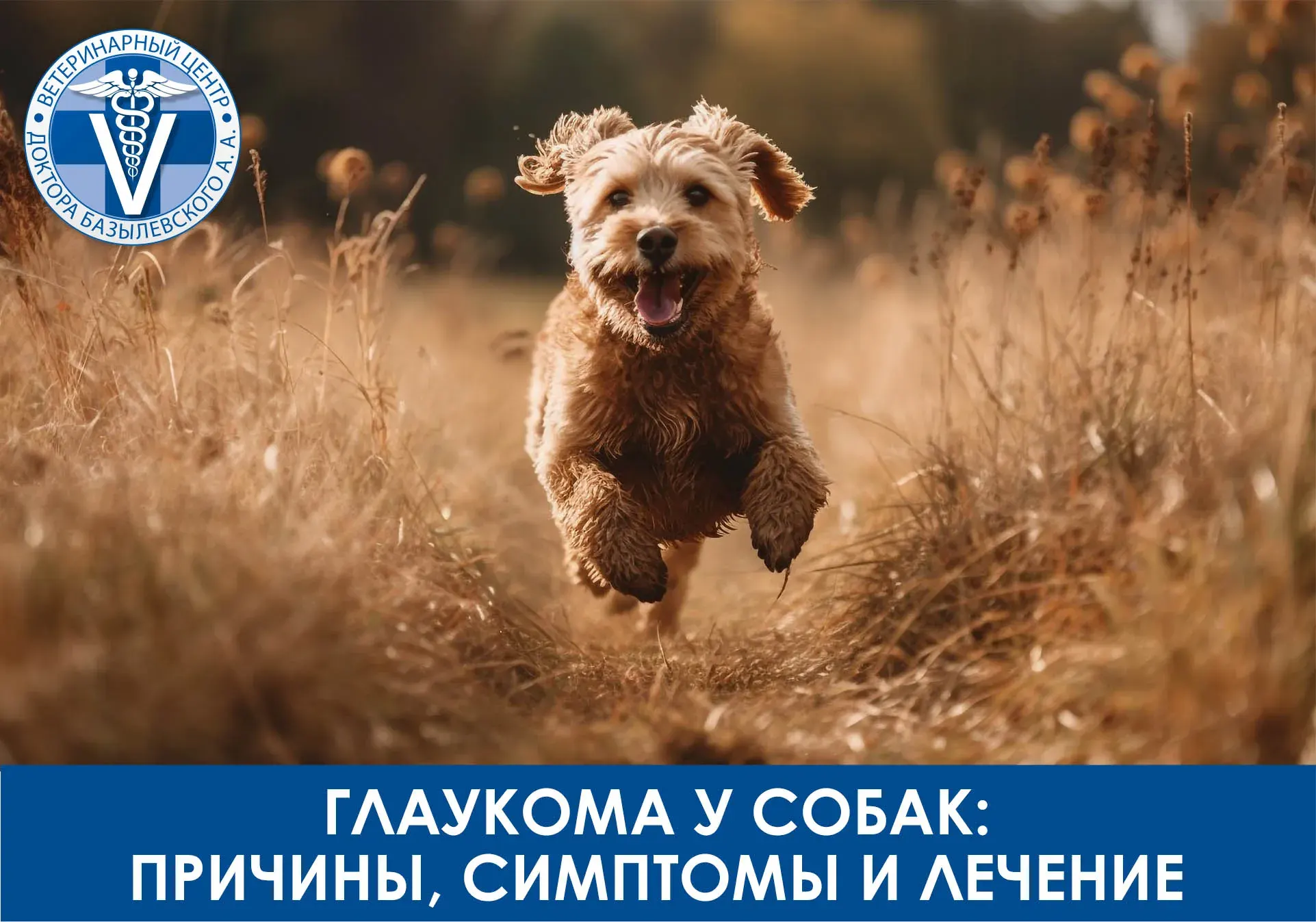 глаукома у собак