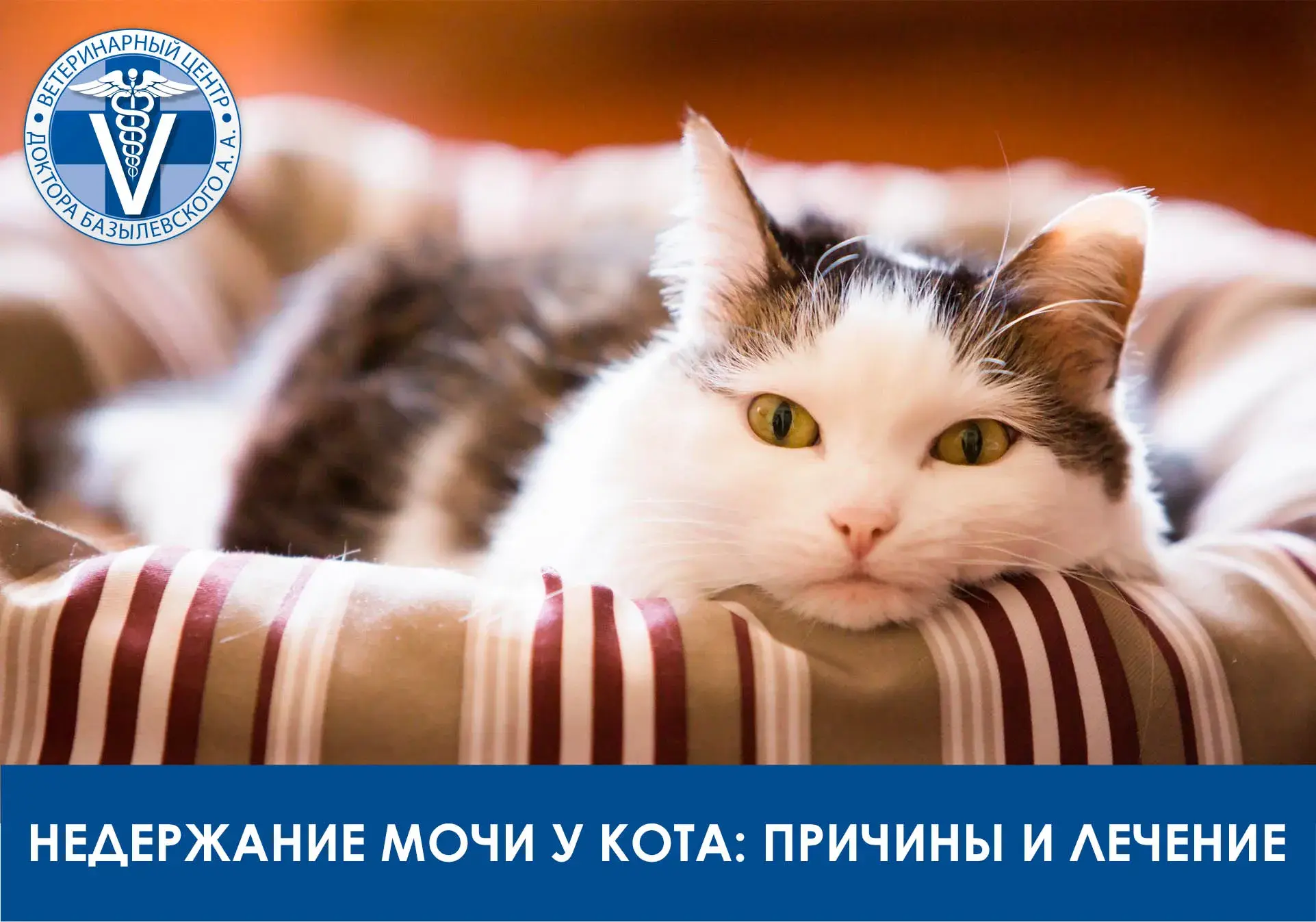 недержание мочи у кота и кошки