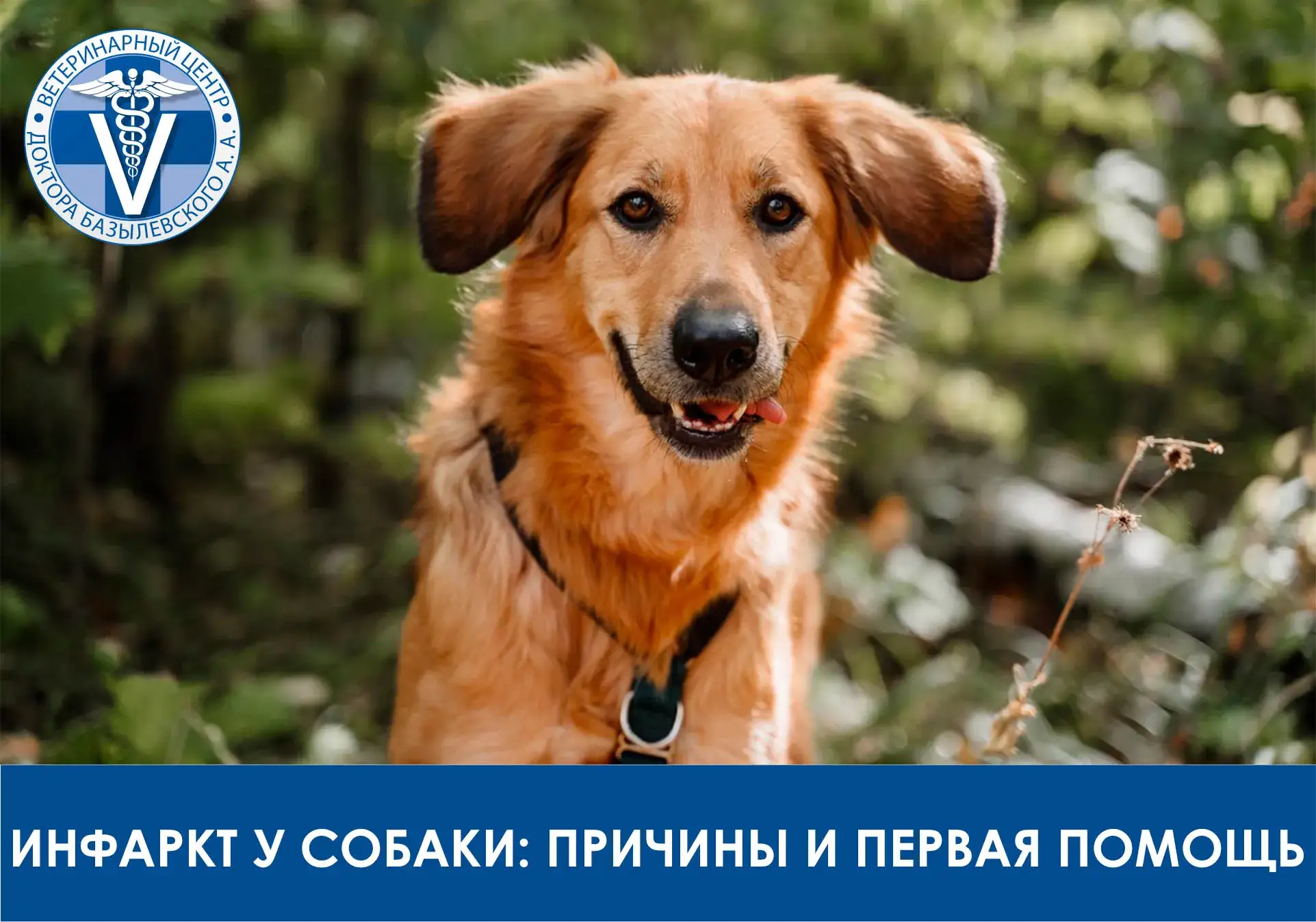 инфаркт у собаки