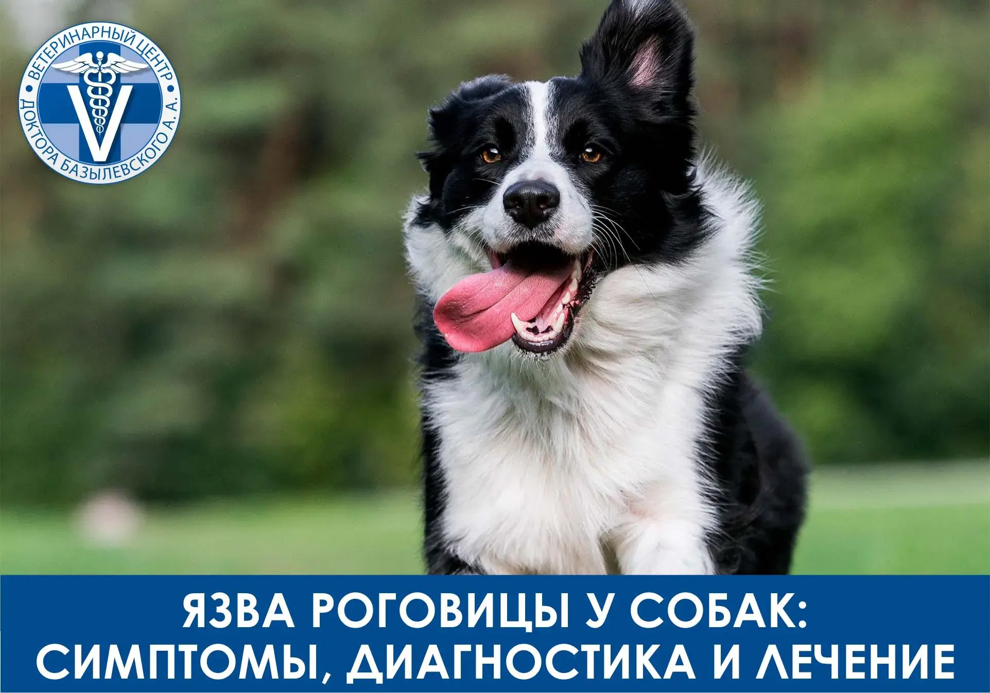 язвы роговицы у собак