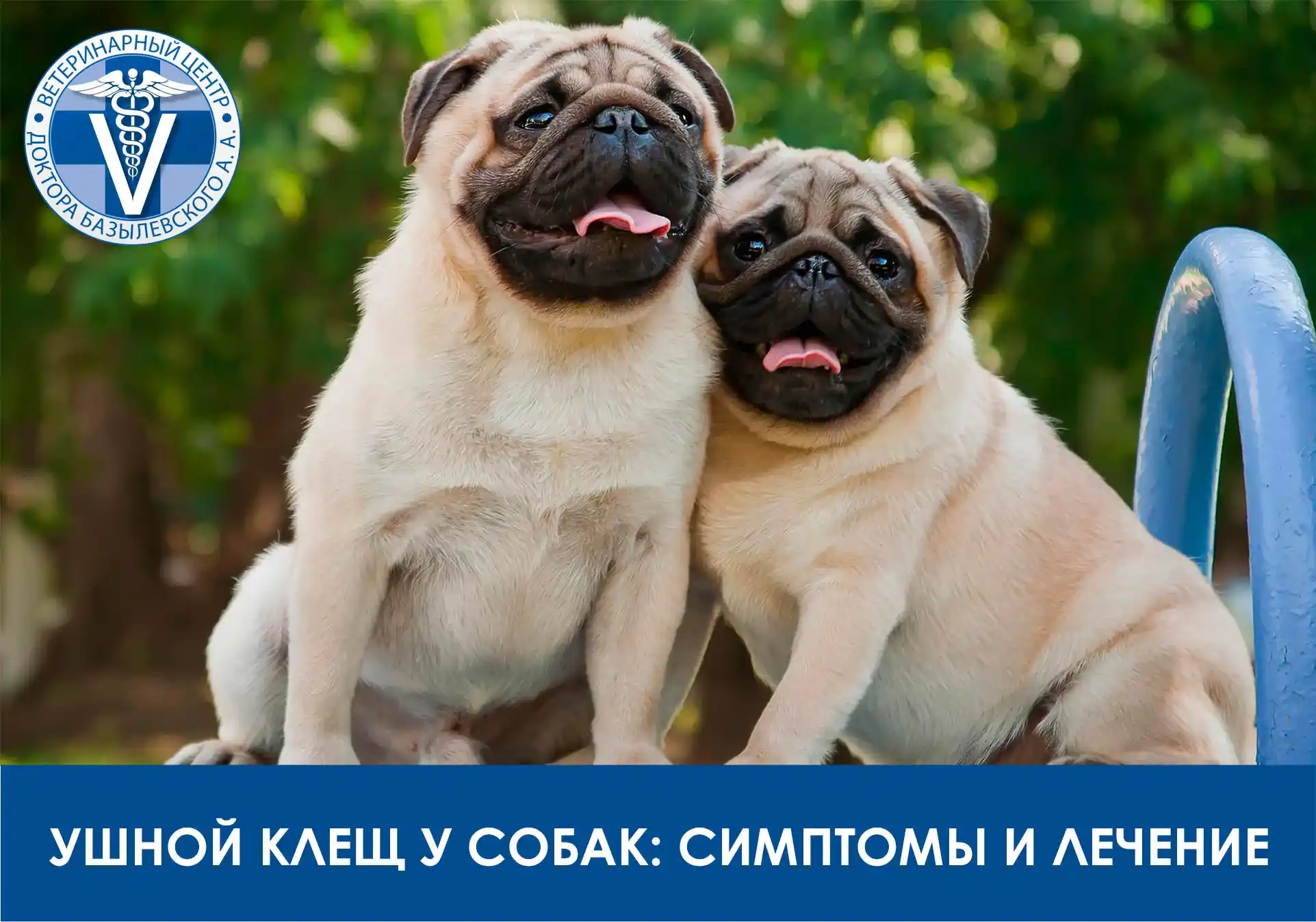 ушной клещ у собаки