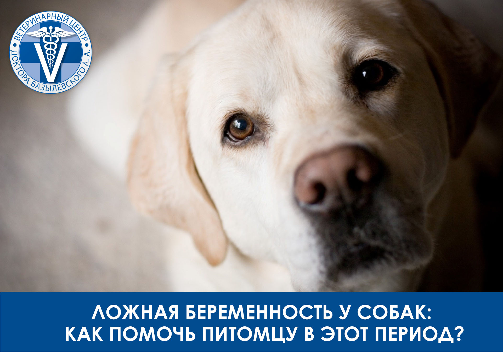 ложная беременность у собаки
