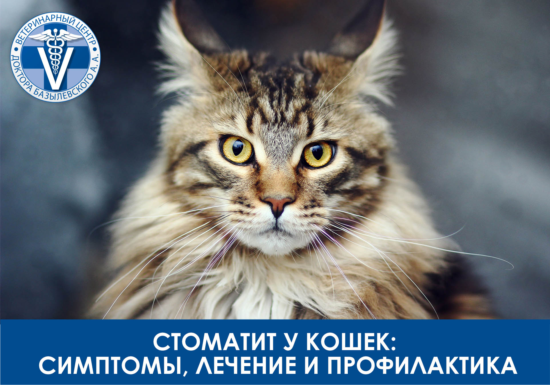 стоматит у кошек