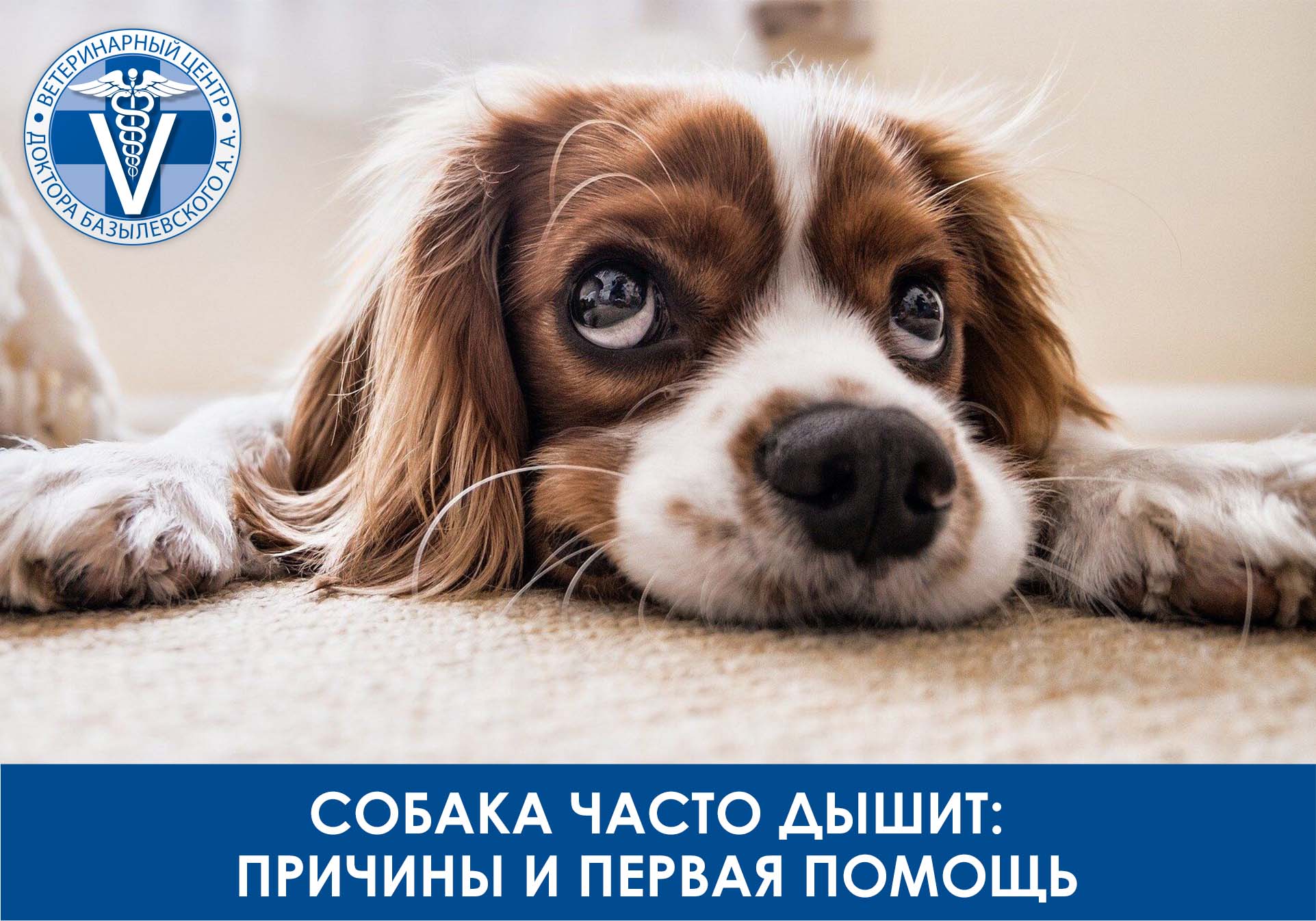 собака часто дышит