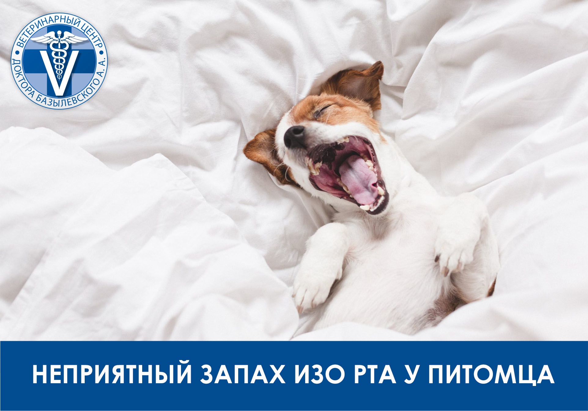 неприятный запах изо рта у питомца