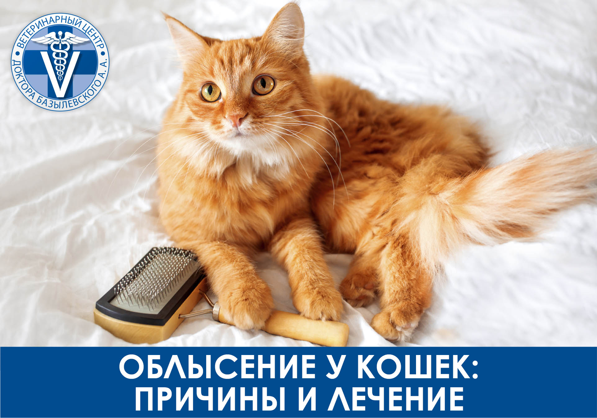 облысение у кошек