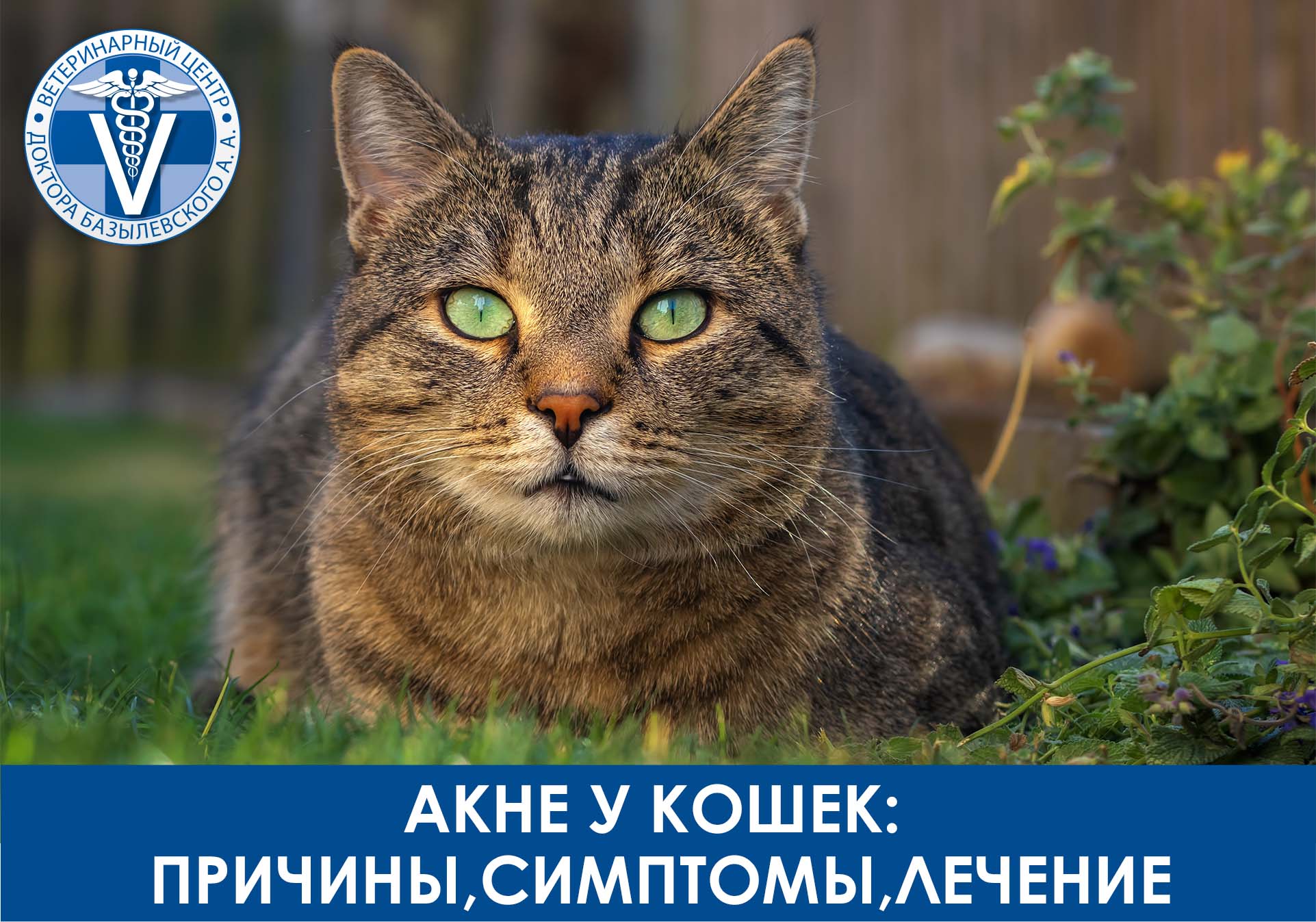 Наблюдающий кот