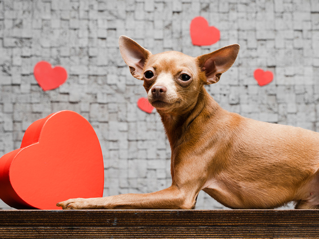1-chihuahua Породы маленьких собак: обзор и особенности