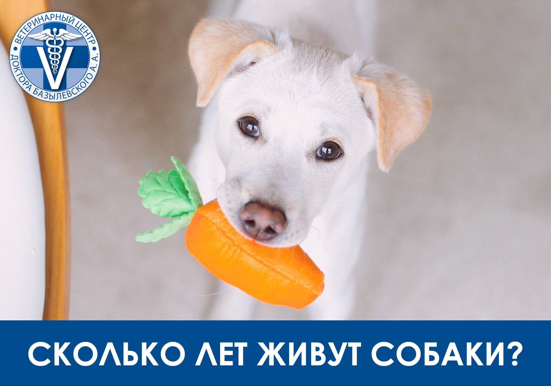 собавка держит морковь