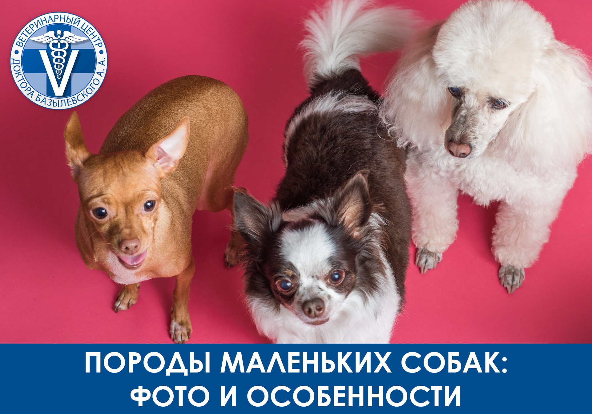 три собаки на розовои полу