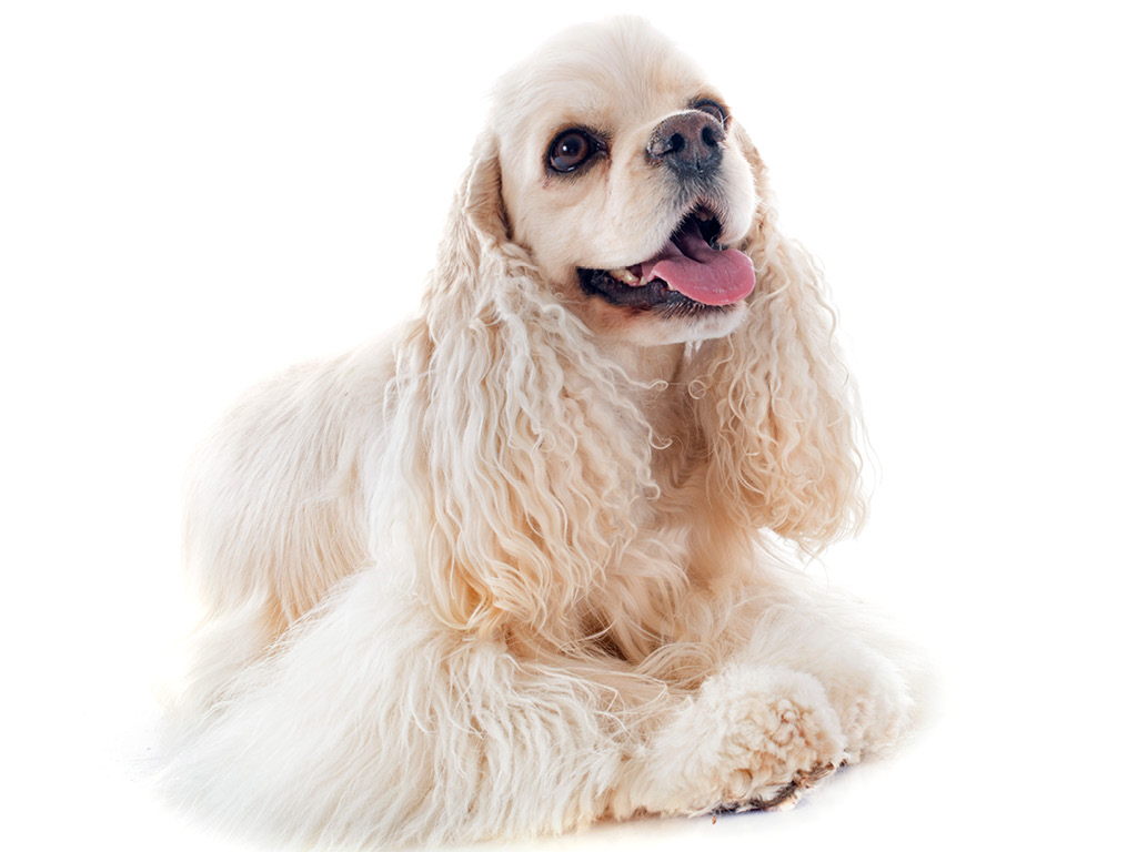amerikanskiy-koker-spaniel Все виды спаниелей: характеристики и фото