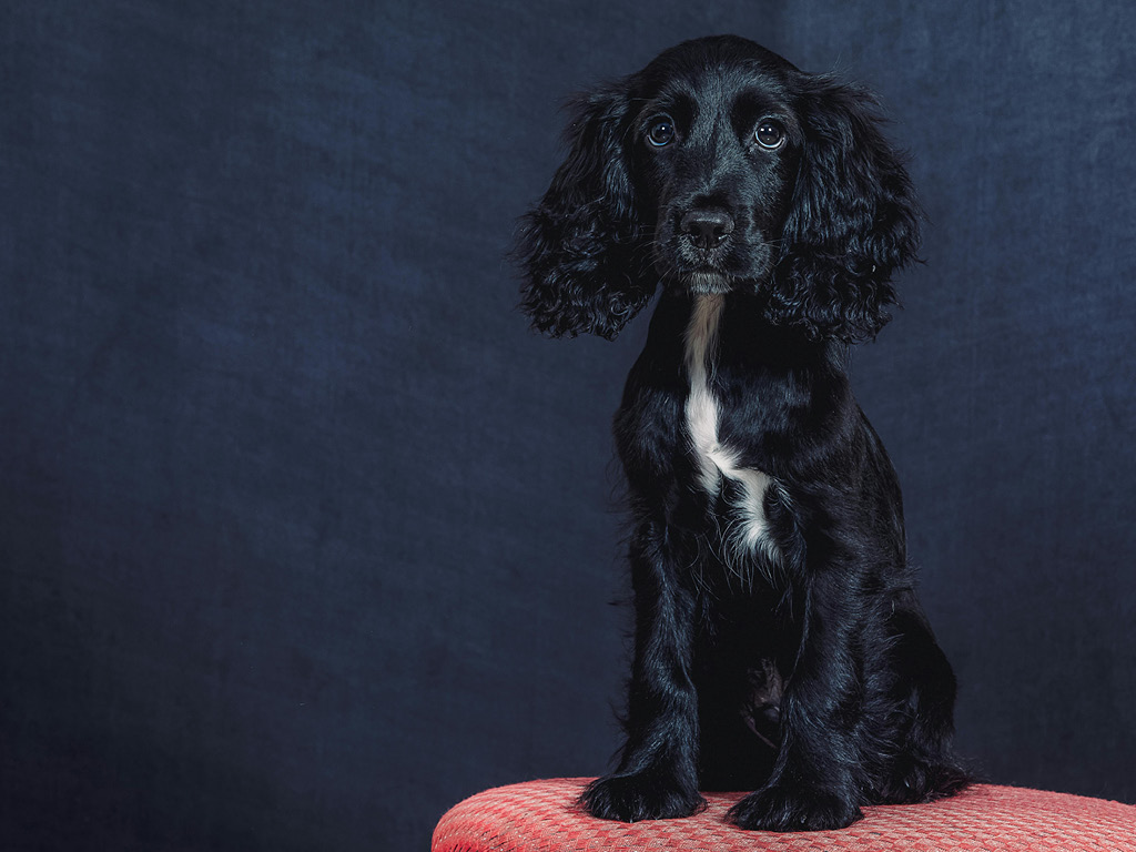 amerikanskiy-vodyanoy-spaniel Все виды спаниелей: характеристики и фото