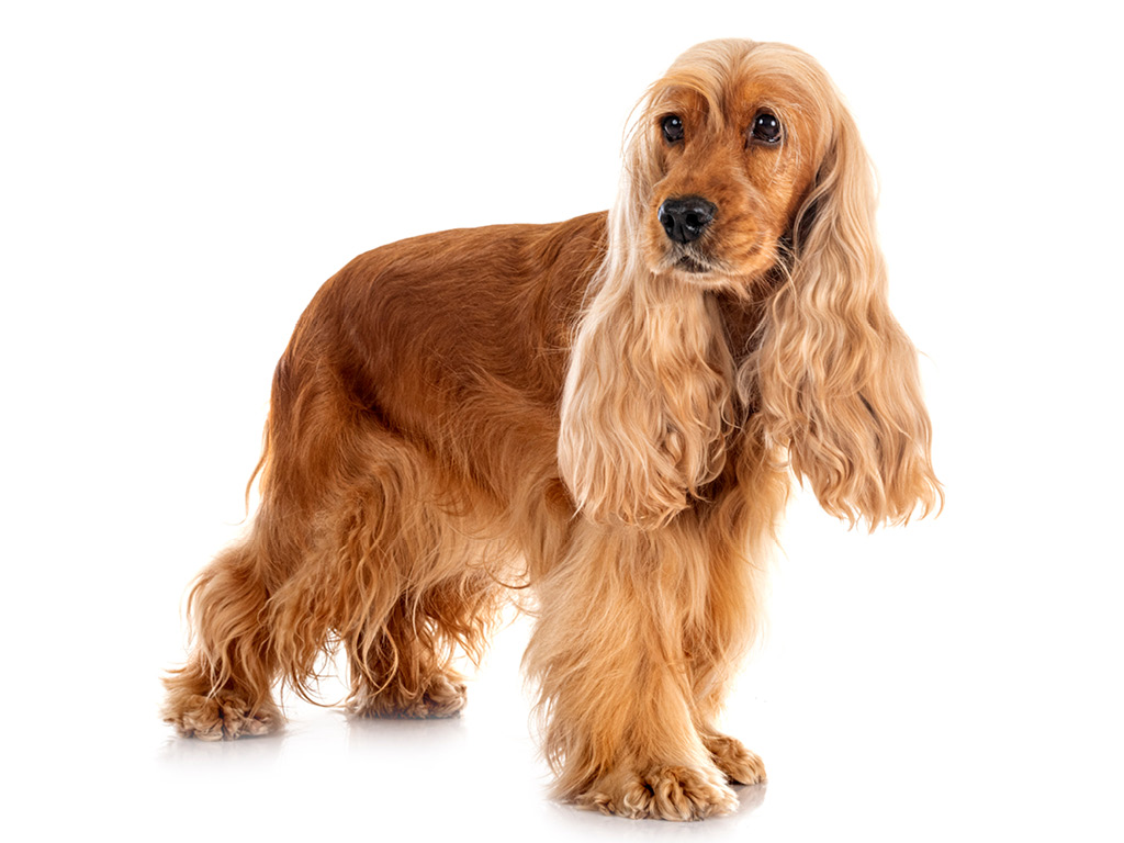 angliyskiy-koker-spaniel Все виды спаниелей: характеристики и фото