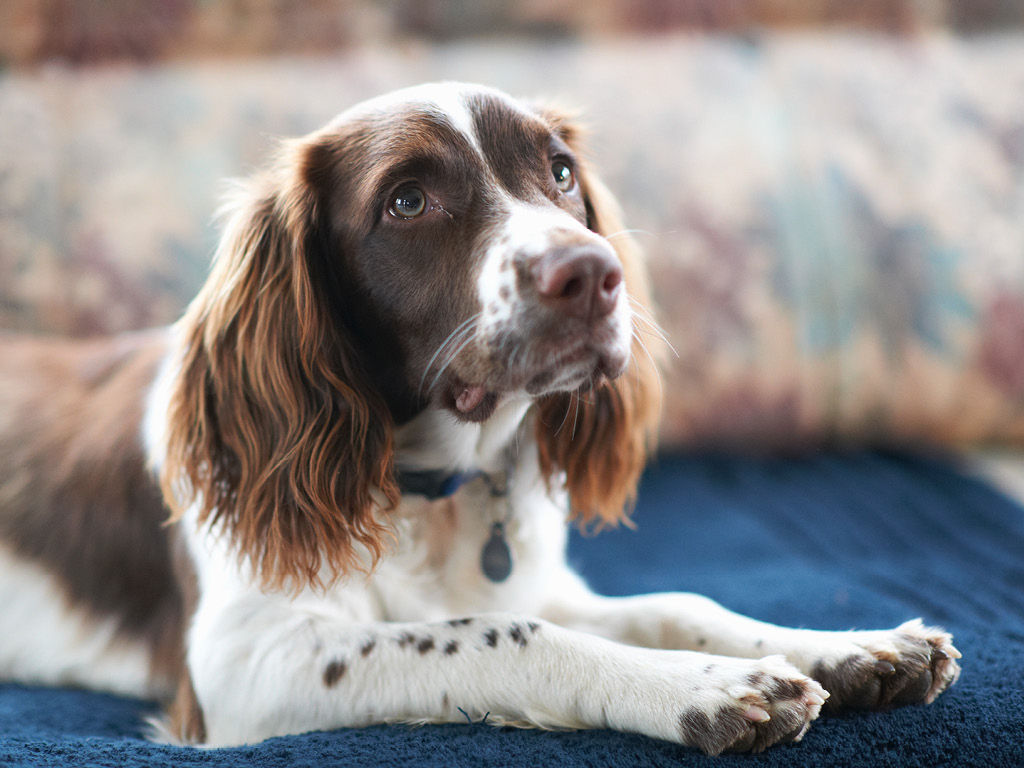 angliyskiy-springer-spaniel Все виды спаниелей: характеристики и фото