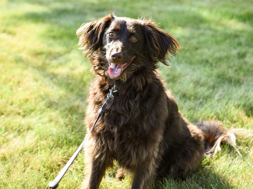 boykin-spaniel Все виды спаниелей: характеристики и фото