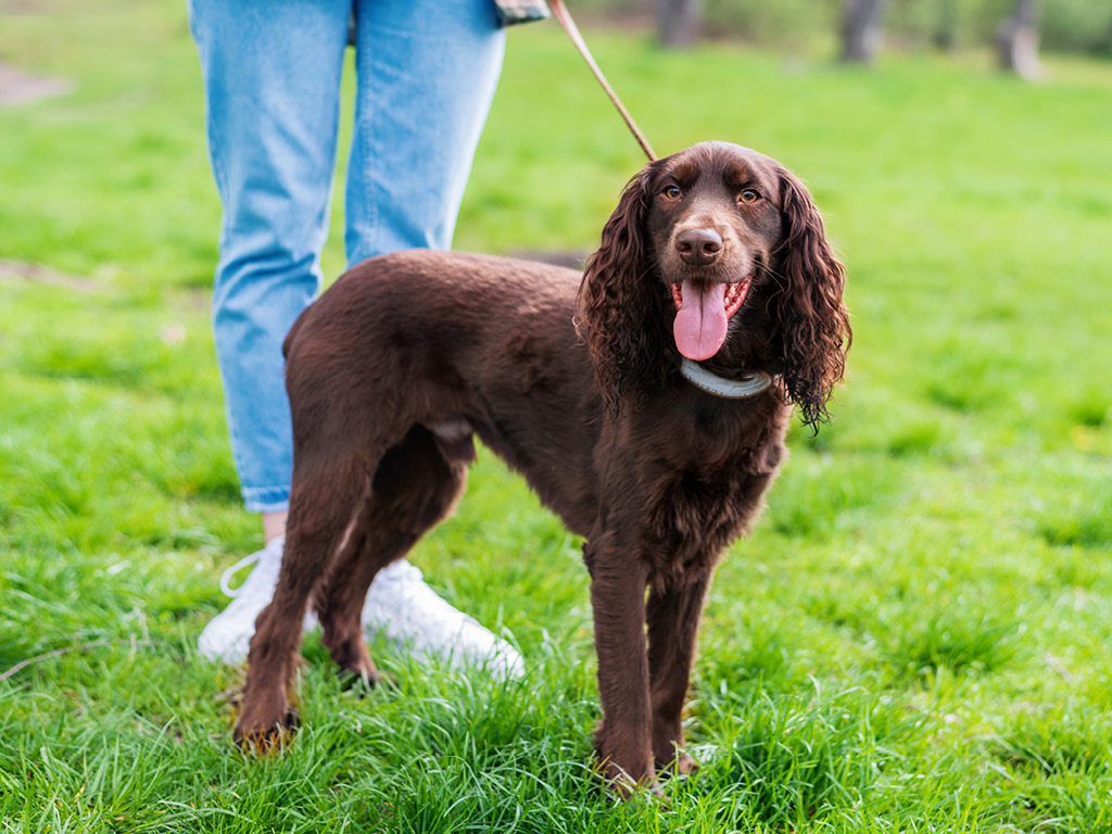 fild-spaniel Все виды спаниелей: характеристики и фото