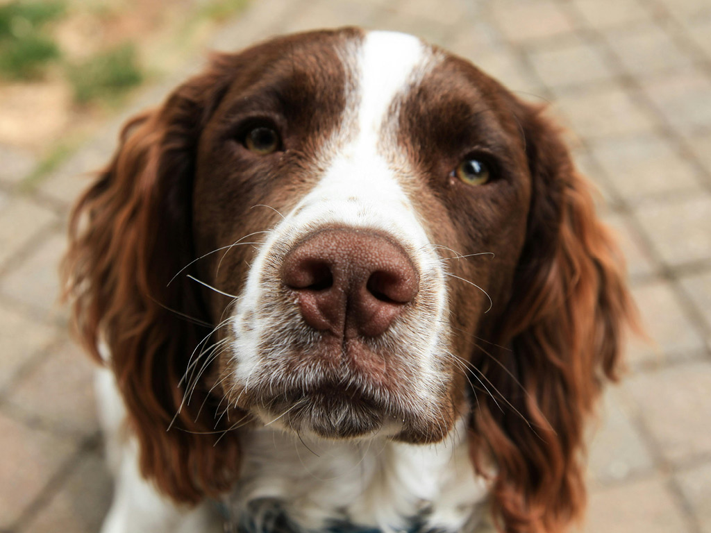 francuzskiy-spaniel Все виды спаниелей: характеристики и фото