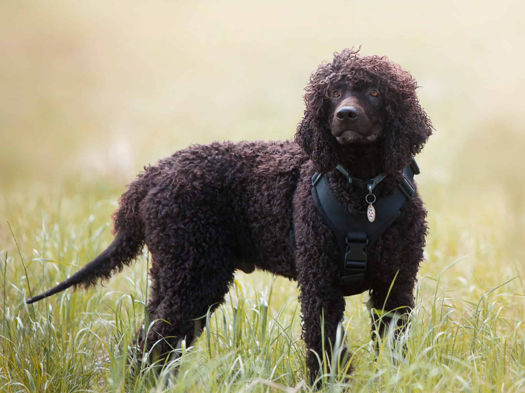 irlandskiy-vodyanoy-spaniel Все виды спаниелей: характеристики и фото