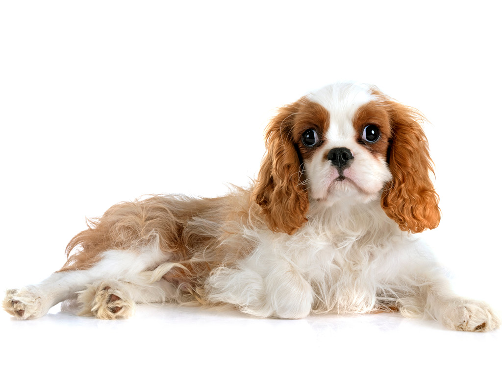kavaler-king-charlz-spaniel Все виды спаниелей: характеристики и фото