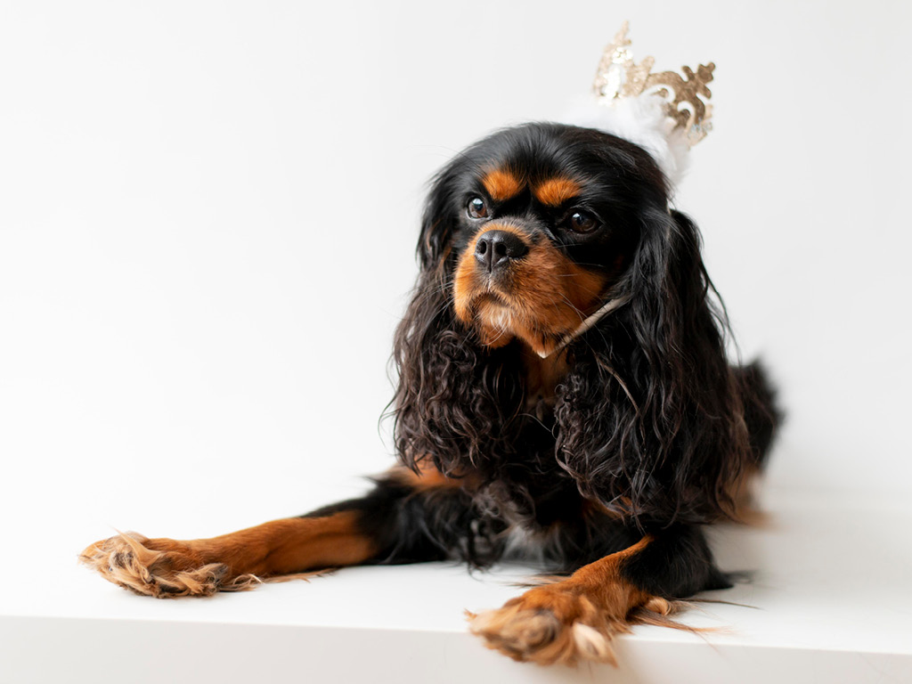 king-charlz-spaniel Все виды спаниелей: характеристики и фото