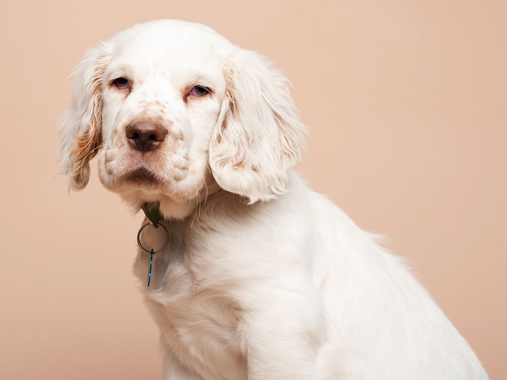 klamber-spaniel Все виды спаниелей: характеристики и фото