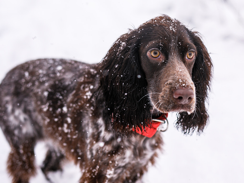 russkiy-ohotnichiy-spaniel Все виды спаниелей: характеристики и фото
