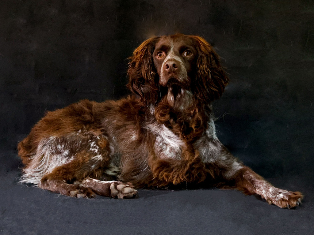 sent-yusuzhskiy-spaniel Все виды спаниелей: характеристики и фото
